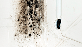 【カビの発生】